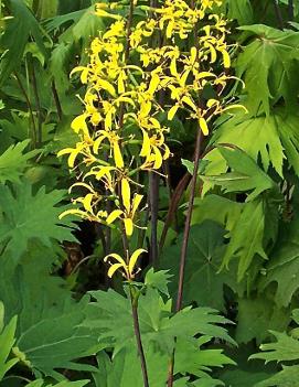 Ligularia przewalskii