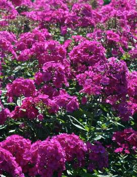 Phlox paniculata 'Nicky'