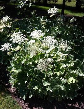 Peucedanum ostruthium 'Daphnis'