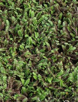 Leptinella squalida 'Platt's Black'