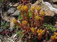 Sedum lanceolatum