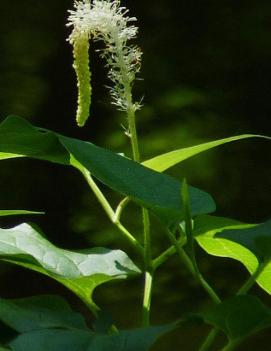 Saururus cernuus