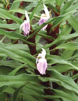 Roscoea purpurea 'Cinnamon Stick'