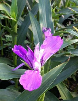 Roscoea purpurea