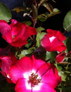 Rosa Cherry Meidiland™ ('MEIrumour') (PP9251, COPF)