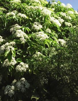 Sambucus canadensis 'Aurea'