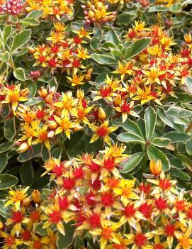 Sedum kamtschaticum 'Variegatum'