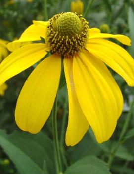 Rudbeckia laciniata