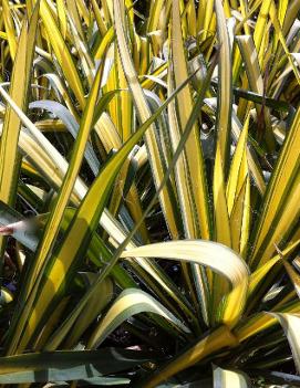 Yucca filifera 'Golden Sword'