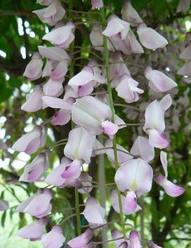 Wisteria floribunda 'Lipstick'