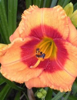 Hemerocallis 'Bold Tiger'