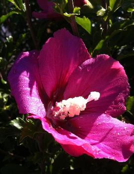 Hibiscus syriacus 'Rubis'