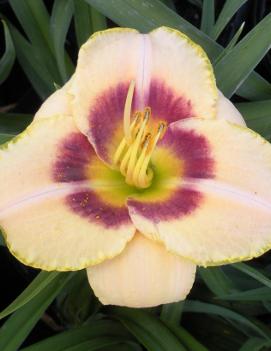 Hemerocallis 'Custard Candy'