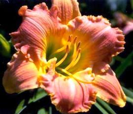 Hemerocallis 'Forsyth Ballerina'