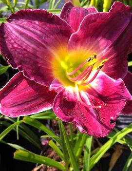 Hemerocallis 'Lexington Avenue'