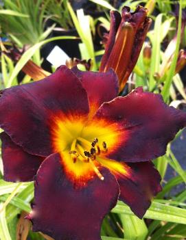 Hemerocallis 'Sir Modred'