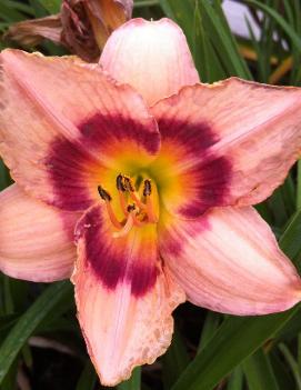 Hemerocallis 'Wineberry Candy'