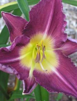 Hemerocallis 'Macao'