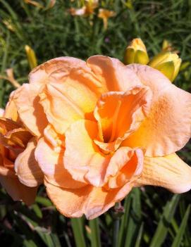 Hemerocallis 'Cute Thing'