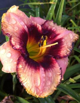 Hemerocallis 'Daring Deception'