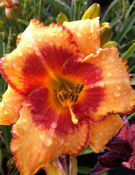 Hemerocallis 'Designer Gold'