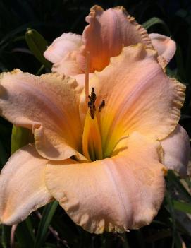 Hemerocallis 'Maid Miriam'