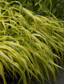 Hakonechloa macra 'Aureola'