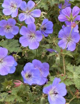 Geranium x Rozanne ('Gerwat') (PP12175, COPF)