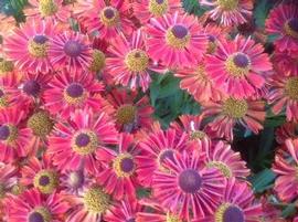 Helenium autumnale Mariachi™ Salsa ('Salsa') (PPAF)