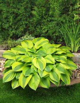 Hosta 'Velvet Moon'