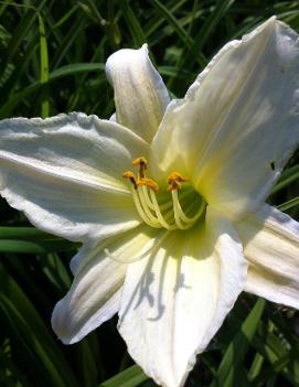 Hemerocallis 'Dad's Best White'