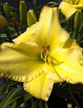 Hemerocallis 'Low Key'