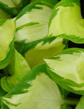 Hosta 'Popcorn'