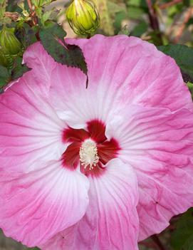 Hibiscus x 'Tie Dye' (PP24078)