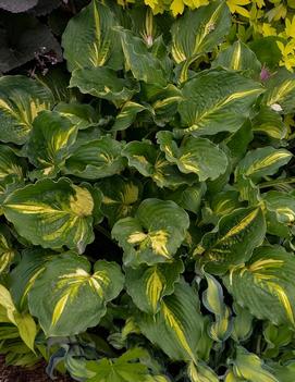 Hosta 'Lakeside Paisley Print'