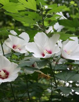 Hibiscus syriacus 'Lohengrin'