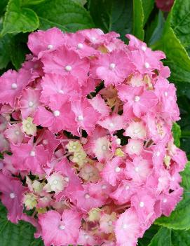 Hydrangea macrophylla 'Compacta'