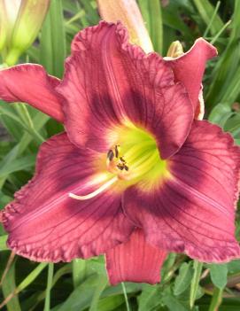 Hemerocallis 'Cavern'