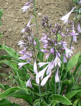 Hosta 'Praying Hands'