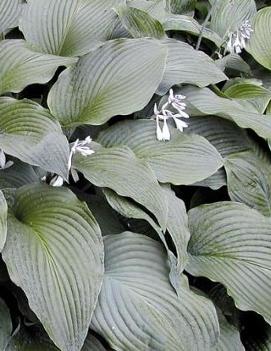 Hosta 'Coal Miner'