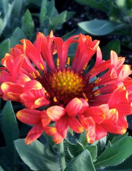 Gaillardia x grandiflora 'Fanfare Blaze' (PP23494)