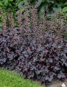 Heuchera x 'Black Pearl' (PP29395, CPBR5724)