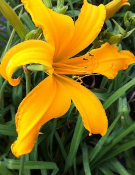 Hemerocallis 'Jersey Spider'