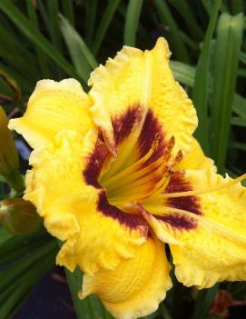 Hemerocallis 'Rumble Seat Romance'