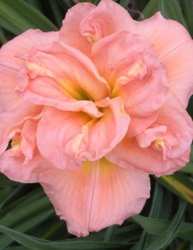 Hemerocallis 'Siloam Double Classic'