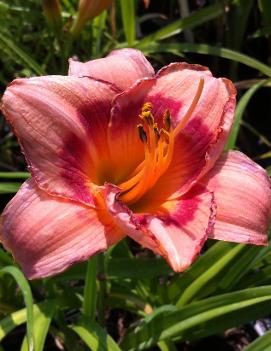 Hemerocallis 'Strawberry Candy'