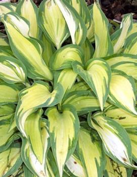 Hosta 'Moonstruck'