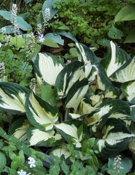 Hosta 'Fire and Ice'