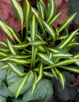 Hosta 'Cherry Tomato'