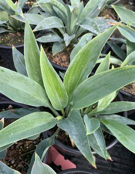 Hosta 'Smoke Signals'